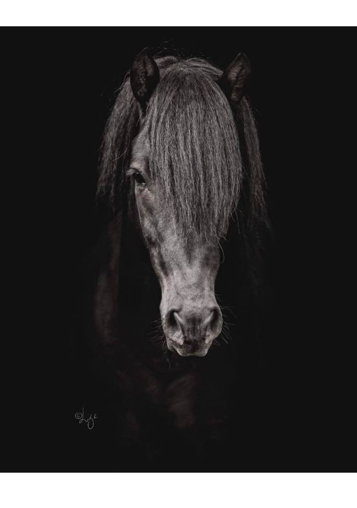 Hilmir frá Árbæjarhjáleigu II. F: Spuni frá Vesturkoti. M: Elding frá Árbæjarhjáleigu II.