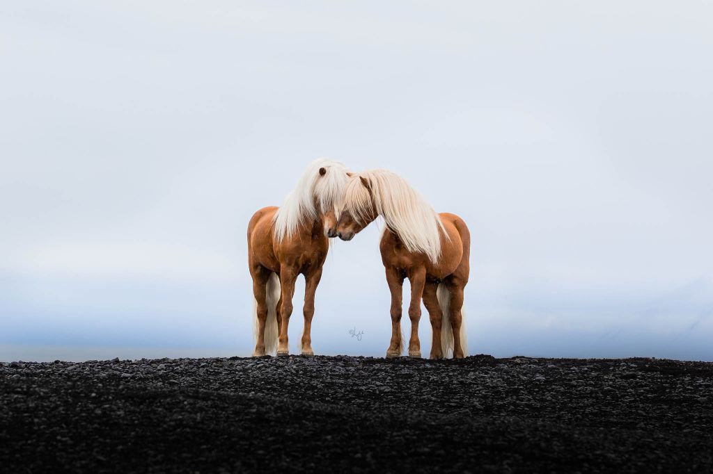 Jarl frá Árbæjarhjáleigu II ásamt syni sínum Blesa frá Heysholti.